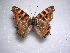 ( - LOWA-NL-4)  @14 [ ] Unspecified (default): All Rights Reserved  Unspecified Unspecified