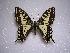  (Papilio machaon rinpoche - LOWA-NL-5)  @13 [ ] Unspecified (default): All Rights Reserved  Unspecified Unspecified