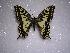  ( - LOWA-NL-6)  @13 [ ] Unspecified (default): All Rights Reserved  Unspecified Unspecified