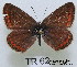  (Polyommatus icarus - McGuire09-TR62)  @15 [ ] Unspecified (default): All Rights Reserved  Unspecified Unspecified