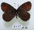  (Erebia hewitsonii - McGuire09-TR97)  @13 [ ] Unspecified (default): All Rights Reserved  Unspecified Unspecified