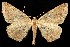  (Prochoerodes forficaria - CGWC-0230)  @15 [ ] CreativeCommons - Attribution (2010) Unspecified Centre for Biodiversity Genomics