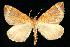  (Eulithis testata - CGWC-2995)  @15 [ ] CreativeCommons - Attribution (2010) Unspecified Centre for Biodiversity Genomics