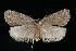  (Acleris sp. 10 - CGWC-3813)  @14 [ ] CreativeCommons - Attribution (2010) Unspecified Centre for Biodiversity Genomics