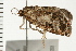  ( - 08BBLEP-02303)  @12 [ ] CreativeCommons - Attribution (2008) Unspecified Centre for Biodiversity Genomics