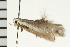  ( - 08BBLEP-03157)  @13 [ ] CreativeCommons - Attribution (2008) Unspecified Centre for Biodiversity Genomics