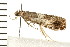  ( - 08BBLEP-03170)  @12 [ ] CreativeCommons - Attribution (2008) Unspecified Centre for Biodiversity Genomics