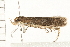  ( - 08BBLEP-03227)  @13 [ ] CreativeCommons - Attribution (2008) Unspecified Centre for Biodiversity Genomics