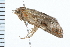  ( - 08BBLEP-02412)  @12 [ ] CreativeCommons - Attribution (2008) Unspecified Centre for Biodiversity Genomics