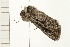 ( - 08BBLEP-03752)  @12 [ ] CreativeCommons - Attribution (2008) Unspecified Centre for Biodiversity Genomics