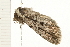  ( - 08BBLEP-03780)  @13 [ ] CreativeCommons - Attribution (2008) Unspecified Centre for Biodiversity Genomics