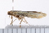  ( - 08BBLEP-05745)  @12 [ ] CreativeCommons - Attribution (2009) Unspecified Centre for Biodiversity Genomics