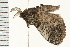  ( - 08BBLEP-03341)  @13 [ ] CreativeCommons - Attribution (2008) Unspecified Centre for Biodiversity Genomics