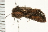  ( - 08BBLEP-03343)  @12 [ ] CreativeCommons - Attribution (2008) Unspecified Centre for Biodiversity Genomics