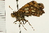  ( - 08BBLEP-03951)  @12 [ ] CreativeCommons - Attribution (2008) Unspecified Centre for Biodiversity Genomics