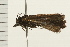  (Pyla scintillans - 08BBLEP-03967)  @12 [ ] CreativeCommons - Attribution (2008) Unspecified Centre for Biodiversity Genomics
