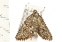  ( - 08BBLEP-03664)  @12 [ ] CreativeCommons - Attribution (2008) Unspecified Centre for Biodiversity Genomics