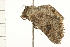 ( - 08BBLEP-03681)  @12 [ ] CreativeCommons - Attribution (2008) Unspecified Centre for Biodiversity Genomics