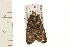  ( - 08BBLEP-04417)  @13 [ ] CreativeCommons - Attribution (2009) Unspecified Centre for Biodiversity Genomics