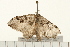  ( - 08BBLEP-04446)  @13 [ ] CreativeCommons - Attribution (2009) Unspecified Centre for Biodiversity Genomics