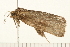  ( - 08BBLEP-04526)  @12 [ ] CreativeCommons - Attribution (2009) Unspecified Centre for Biodiversity Genomics