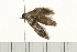  ( - 08BBLEP-04706)  @13 [ ] CreativeCommons - Attribution (2009) Unspecified Centre for Biodiversity Genomics