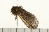  ( - 08BBLEP-04710)  @13 [ ] CreativeCommons - Attribution (2009) Unspecified Centre for Biodiversity Genomics