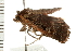  ( - 08BBLEP-04801)  @12 [ ] CreativeCommons - Attribution (2009) Unspecified Centre for Biodiversity Genomics