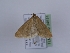  (Pyrausta tatarica - TLMF_Lep_34514)  @11 [ ] CreativeCommons - Attribution Non-Commercial Share-Alike (2023) Peter Huemer Tiroler Landesmuseum