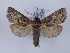  (Catopta albimacula - TLMF_Lep_35972)  @11 [ ] CreativeCommons - Attribution Non-Commercial Share-Alike (2023) Peter Huemer Tiroler Landesmuseum