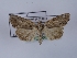  (Bryophila orthogramma - TLMF_Lep_36101)  @11 [ ] CreativeCommons - Attribution Non-Commercial Share-Alike (2023) Peter Huemer Tiroler Landesmuseum