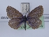  (Plebejus maracandica - TLMF_Lep_37119)  @11 [ ] CreativeCommons - Attribution Non-Commercial Share-Alike (2023) Peter Huemer Tiroler Landesmuseum