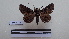  ( - LEPANT20-106)  @11 [ ] Copyright (2020) Francis Deknuydt Personal Collection of F. Deknuydt