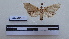  ( - LEPANT20-121)  @11 [ ] Copyright (2020) Francis Deknuydt Personal Collection of F. Deknuydt