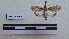  ( - LEPANT20-123)  @11 [ ] Copyright (2020) Francis Deknuydt Personal Collection of F. Deknuydt
