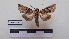  ( - LEPANT20-138)  @11 [ ] Copyright (2020) Francis Deknuydt Personal Collection of F. Deknuydt
