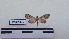  ( - LEPANT20-142)  @11 [ ] Copyright (2020) Francis Deknuydt Personal Collection of F. Deknuydt