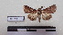  ( - LEPANT20-165)  @11 [ ] Copyright (2020) Francis Deknuydt Personal Collection of F. Deknuydt