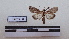  (Motya flotsama - LEPANT20-168)  @11 [ ] Copyright (2020) Francis Deknuydt Personal Collection of F. Deknuydt