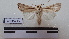  ( - LEPANT20-178)  @11 [ ] Copyright (2020) Francis Deknuydt Personal Collection of F. Deknuydt