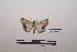  ( - LEPANT20-218)  @11 [ ] Copyright (2021) Nicolas Moulin Research Collection of Nicolas Moulin