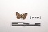  (Drepanopalpia - LEPANT20-227)  @11 [ ] Copyright (2021) Nicolas Moulin Research Collection of Nicolas Moulin