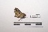  ( - LEPANT20-327)  @11 [ ] Copyright (2021) Nicolas Moulin Research Collection of Nicolas Moulin
