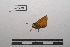 (Polites ophites - LEPANT20-050)  @11 [ ] Copyright (2020) Nicolas Moulin Research Collection of Nicolas Moulin