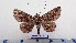  ( - LEPANT20-552)  @11 [ ] Copyright (2023) Francis Deknuydt Personal Collection of Francis Deknuydt