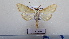  ( - LEPANT20-565)  @11 [ ] Copyright (2023) Francis Deknuydt Personal Collection of Francis Deknuydt