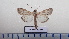  ( - LEPANT20-574)  @11 [ ] Copyright (2023) Francis Deknuydt Personal Collection of Francis Deknuydt