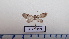  ( - LEPANT20-578)  @11 [ ] Copyright (2023) Francis Deknuydt Personal Collection of Francis Deknuydt
