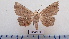  ( - LEPANT20-615)  @11 [ ] Copyright (2023) Francis Deknuydt Personal Collection of Francis Deknuydt