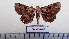  ( - LEPANT20-626)  @11 [ ] Copyright (2023) Francis Deknuydt Personal Collection of Francis Deknuydt